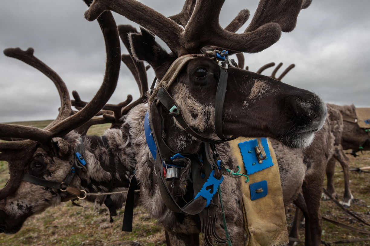 Как подготовить оленевода: регионы Арктики обменялись опытом поддержки